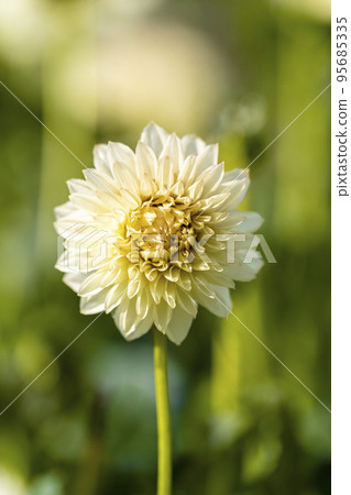 秋天的風景 盛開的大麗花 山形縣川西町 95685335