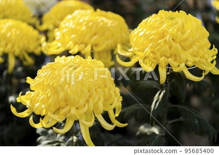 Autumn scenery: Chrysanthemum flowers in full bloom, Nanyo City, Yamagata Prefecture 95685400