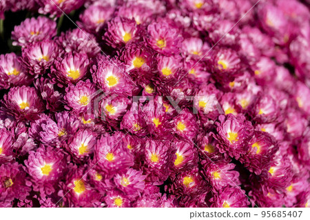 Autumn scenery: Chrysanthemum flowers in full bloom, Nanyo City, Yamagata Prefecture 95685407