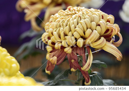 Autumn scenery: Chrysanthemum flowers in full bloom, Nanyo City, Yamagata Prefecture 95685434