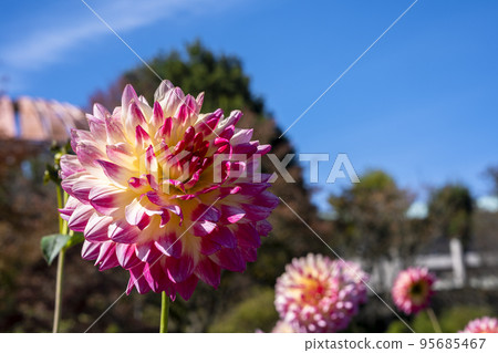 Autumn scenery Brightly blooming dahlias Kawanishi Town, Yamagata Prefecture 95685467
