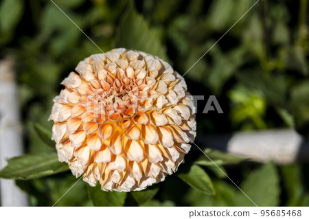 Autumn scenery Brightly blooming dahlias Kawanishi Town, Yamagata Prefecture Autumn scenery Brightly blooming dahlias Kawanishi Town, Yamagata Prefecture 95685468