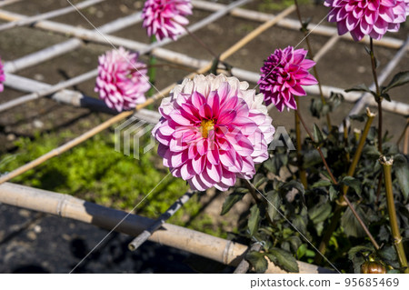 Autumn scenery Brightly blooming dahlias Kawanishi Town, Yamagata Prefecture Autumn scenery Brightly blooming dahlias Kawanishi Town, Yamagata Prefecture 95685469