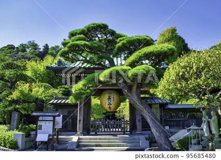 Kamakura Hase-dera temple gate with golden lantern commemorating the 1300th anniversary of the establishment of the principal image (2020) 95685480