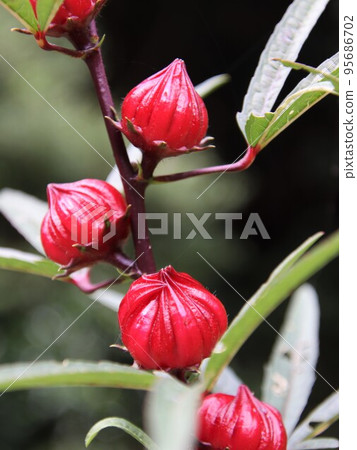 玫瑰茄的特寫鏡頭與紅色芽的 玫瑰茄的特寫鏡頭與紅色芽的 95686702