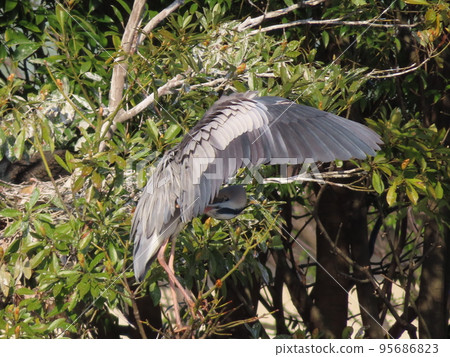 Gray heron preening Gray heron preening 95686823