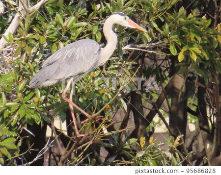 Ao-sama on tree 95686828