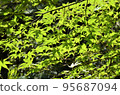 Kyoto fresh green maple 95687094
