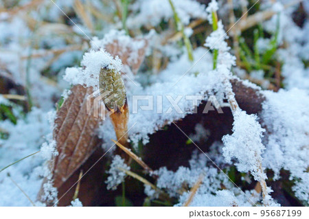 頭上有雪的馬尾 頭上有雪的馬尾 95687199