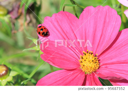 瓢蟲和宇宙 95687352