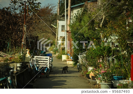 一隻當地貓在漂浮在琵琶湖中的有人居住的島嶼衝島的街道上漫步 95687493