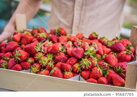 Young man farmer is holding a wooden box full with delicious strawberries Young man farmer is holding a wooden box full with delicious strawberries 95687765