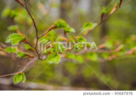Close-up of young leaves blooming in a natural environment. Selective focus, macro Close-up of young leaves blooming in a natural environment. Selective focus, macro 95687876