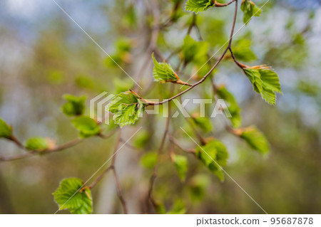 Close-up of young leaves blooming in a natural environment. Selective focus, macro Close-up of young leaves blooming in a natural environment. Selective focus, macro 95687878