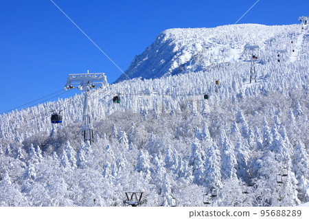 Rime trees of Zao, Yamagata Prefecture 95688289