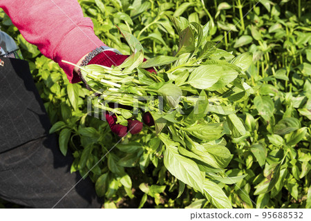 Farmers are harvesting Basil crops on the farmland in Changhua, Taiwan. 95688532