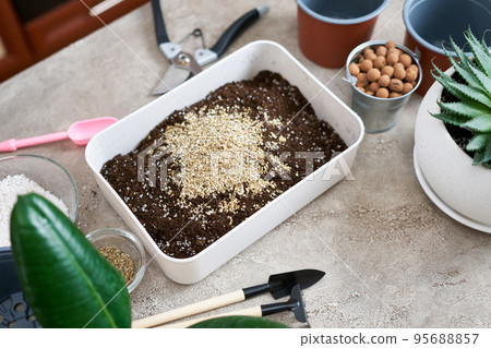 preparation of soil substrate for planting houseplant into a pot 95688857