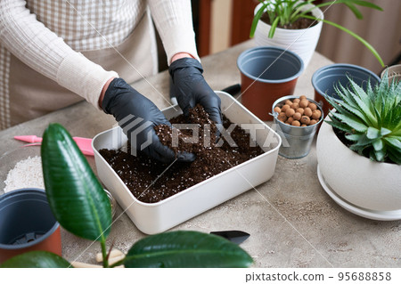preparation of soil substrate for planting houseplant into a pot preparation of soil substrate for planting houseplant into a pot 95688858