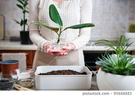 Woman holding Ficus elastica seedling with roots ready for transplantation in glass of water 95688883