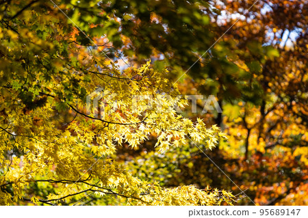 EOSRP. Hiroshima Ohtake, Golden Momiji. EOSRP. Hiroshima Ohtake, Golden Momiji. 95689147
