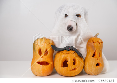 Jack Russell Terrier dog in a ghost costume and three jack-o-lanterns on a white background. Jack Russell Terrier dog in a ghost costume and three jack-o-lanterns on a white background. 95689481