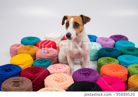 Close-up of Jack Russell Terrier dog among multi-colored cotton skeins. 95689520