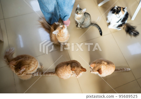 Caucasian woman with cats in a cat cafe. 95689525