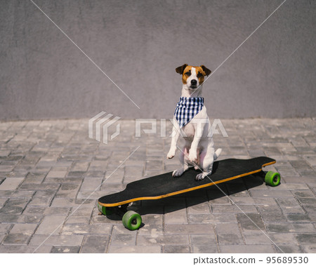 Jack Russell Terrier dog dressed in sunglasses and a plaid bandanna performs tricks on a longboard. Jack Russell Terrier dog dressed in sunglasses and a plaid bandanna performs tricks on a longboard. 95689530