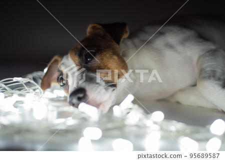 Jack russell terrier dog on a garland on christmas eve Jack russell terrier dog on a garland on christmas eve 95689587
