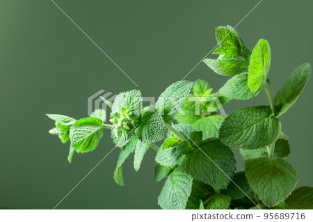 Fresh mint on a green background. 95689716