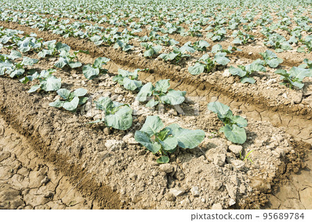 Seedlings of cauliflower are growing in the field in Taiwan. 95689784