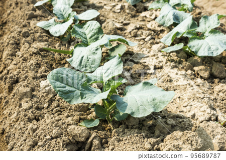 Seedlings of cauliflower are growing in the field in Taiwan. Seedlings of cauliflower are growing in the field in Taiwan. 95689787