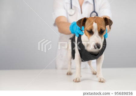A doctor puts a blanket on a Jack Russell Terrier dog after a surgical operation. 95689856