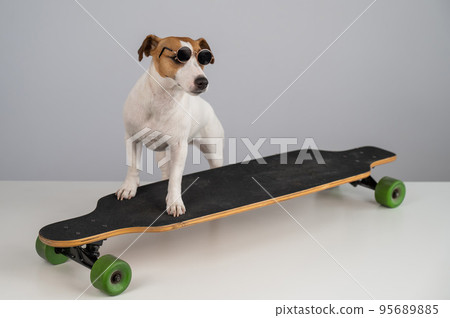 Jack russell terrier dog in sunglasses rides a longboard on a white background.  95689885