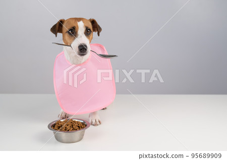 Jack Russell Terrier dog in a pink bib holding a spoon in his mouth. Jack Russell Terrier dog in a pink bib holding a spoon in his mouth. 95689909