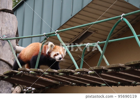 一隻孤獨的小熊貓試圖穿過吊橋的動物園場景 一隻孤獨的小熊貓試圖穿過吊橋的動物園場景 95690119