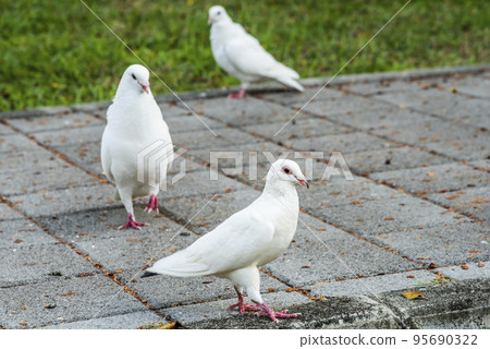 Close-up of wild pigeons on the ground in Taichung Park, Taiwan. Close-up of wild pigeons on the ground in Taichung Park, Taiwan. 95690322
