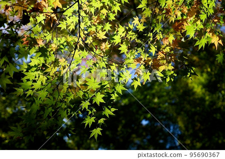 Maple Maple 95690367