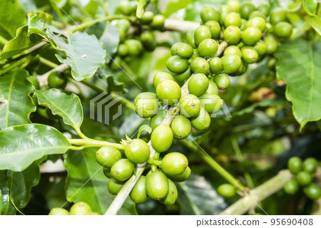 Coffee trees with coffee beans on cafe plantation of Yunlin, Taiwan. Coffee trees with coffee beans on cafe plantation of Yunlin, Taiwan. 95690408