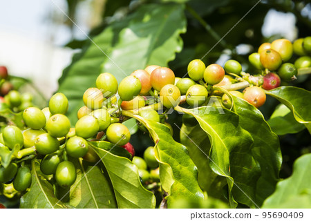 Coffee trees with coffee beans on cafe plantation of Yunlin, Taiwan. Coffee trees with coffee beans on cafe plantation of Yunlin, Taiwan. 95690409