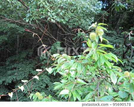 D9815 Chestnut D9815 Chestnut 95690578