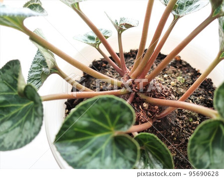 轉盆後的仙客來 95690628