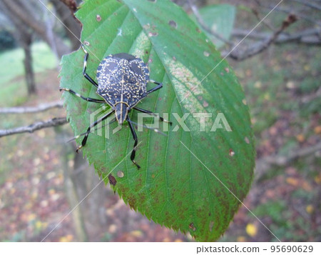 E258 木田 95690629