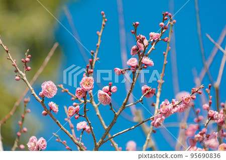 red plum blossoms in the blue sky 95690836