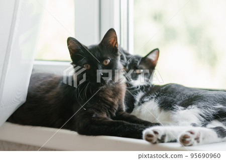 Two beautiful young kitten in black and white lies on the window. Home favorite pet Two beautiful young kitten in black and white lies on the window. Home favorite pet 95690960