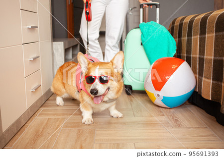 blurred dog preparing for vacation, packing things, suitcase, cool funny corgi in sunglasses, pink vest for swimming. Inflatable ball, summer, tour to hot countries, travel with animal 95691393