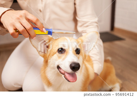woman combs dog, pleasant massage, molting, combing coat of corgi, taking care of pets, love. Grooming 95691412