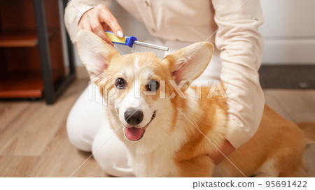 woman combs dog, molting, combing coat of corgi, taking care of pets, love. puppy 95691422