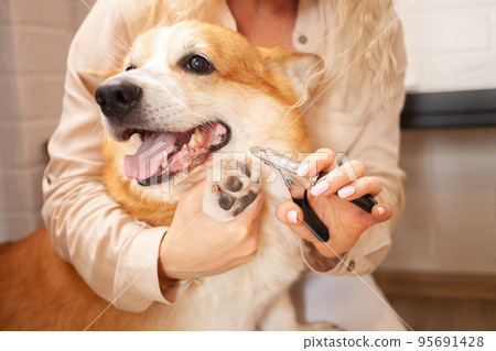 woman cuts dog's claws, brown corgi, cute. Pet care, love. Scissors, clipper, trim. 95691428