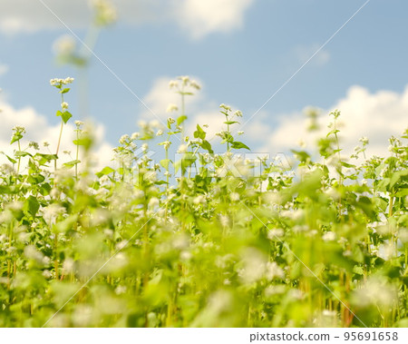 Flower field of white flowers, small flowers growing in the blue sky, buckwheat field on a sunny day, beautiful white flowers of buckwheat 95691658